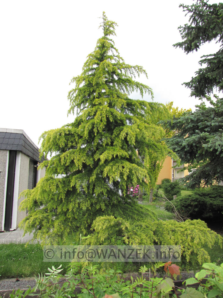 Cedrus deodara Golden Horizon 4-5m.JPG
